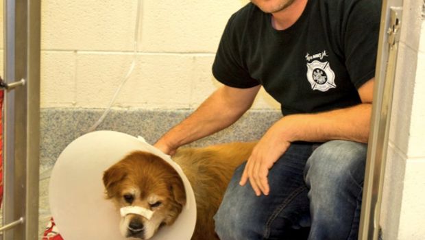Hero Rescue Dog Recovering After Saving Owner From House Fire