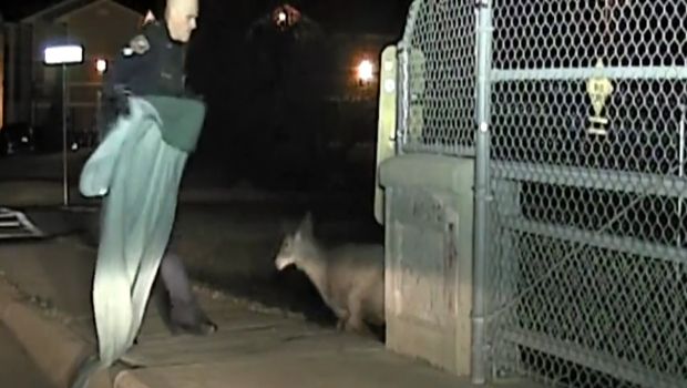 Watch This Cop Free a Scared, Trapped Deer Stuck in a Fence