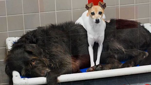 Pair of Rescue Dogs Wouldn’t Stop Cuddling in the Shelter Until They Were Adopted Together
