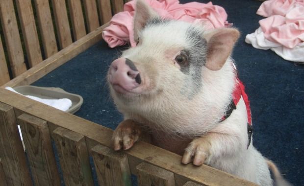 Source: cutedogandcat.xyz