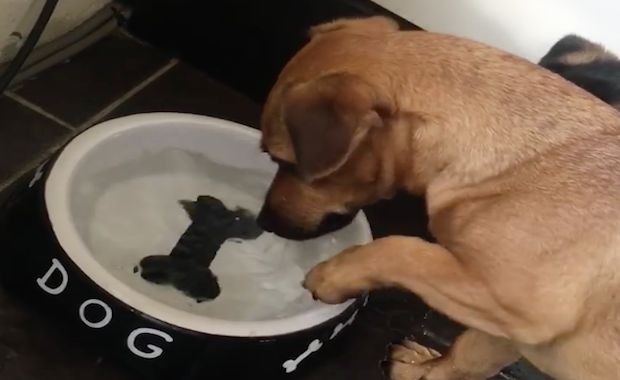 Adorably Confused Dog Cannot Seem to Get His ‘Bone’ Out of Water Bowl