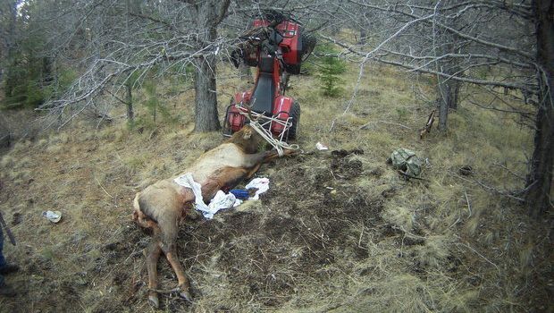 Oregon Man Impaled by Elk He Hunted and Killed Just Minutes Earlier