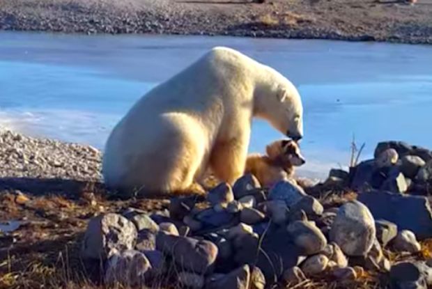 This Amazing Polar Bear Kisses And Pets An Eskimo Dog - Definition.org