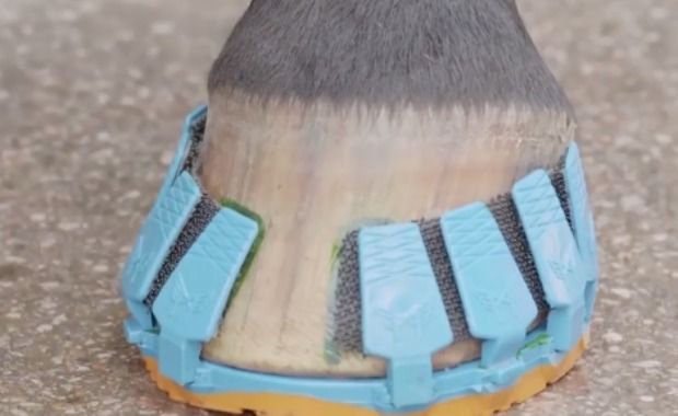 Source: Megasus Horserunners/Facebook