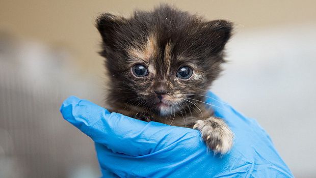 ASPCA Celebrates Record-Breaking Year of Kitten Adoptions