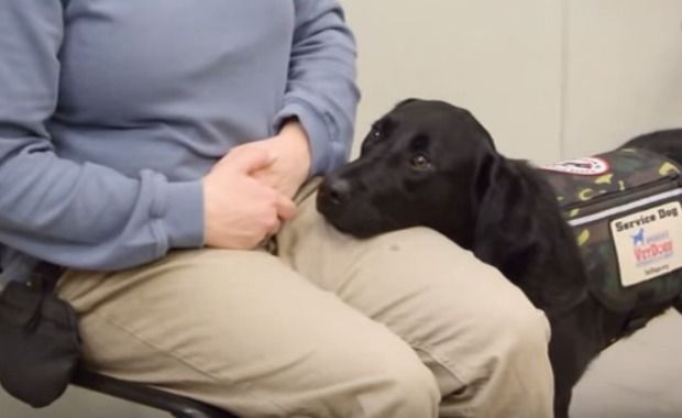 Source: America's VetDogs.org