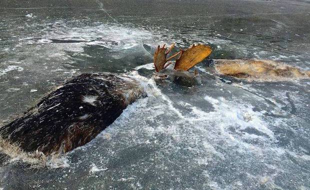 Two Moose Fighting for Their Lives Found Frozen in Time