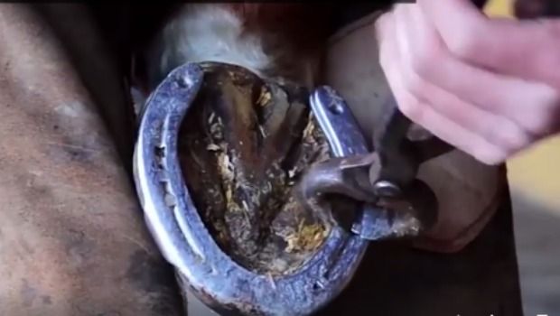 Source: Megasus Horserunners/Facebook