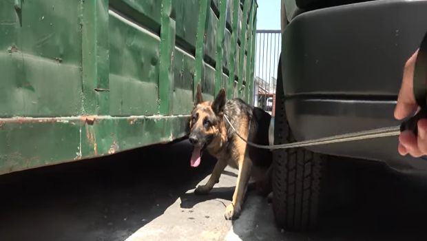 Viral Video Shows Challenging German Shepard Rescue Who’s Now Ready for Adoption