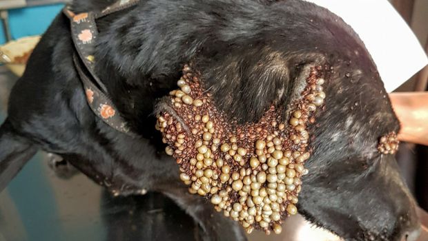 Source: Imgur/Rasengan2012