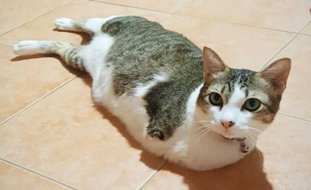 This Two-Legged Rescue Cat Is Not Letting Anything Get in His Way