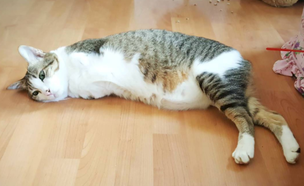 two-legged rescue cat