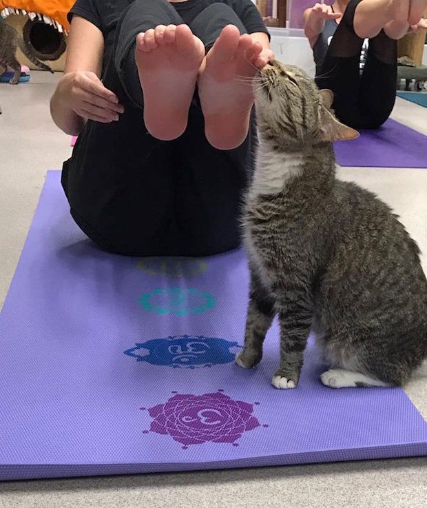 Source: GOOD MEWS ANIMAL FOUNDATION