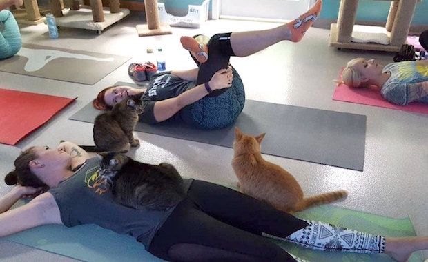 Cat Yoga Is the Newest Exercise Trend — And It Is Raising Awareness for the Plight of Shelter Pets