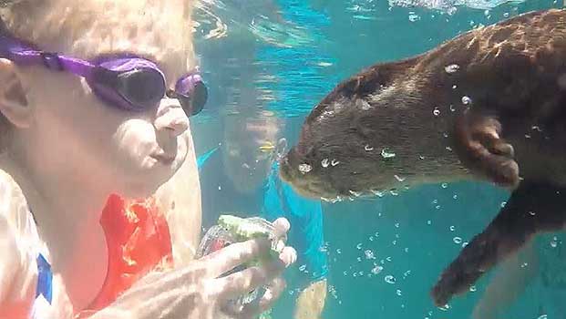 7-Year-Old Girl With Life-Threatening Illness Swims With Sea Otters for Therapy