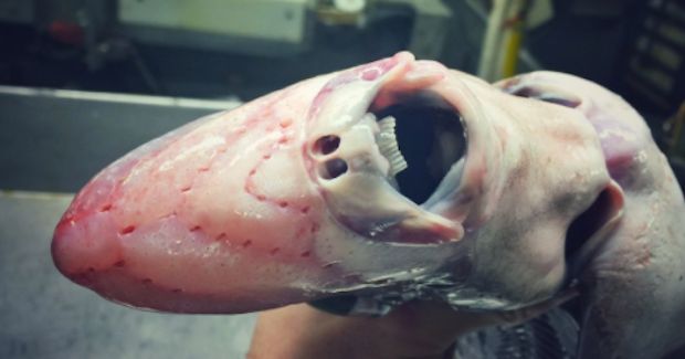 This Deep-Sea Fisherman’s Twitter Account Will Keep You Out of the Ocean Forever