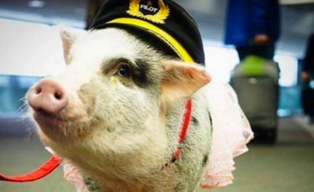 First Therapy Pig Greets Anxious Flyers at San Francisco Airport