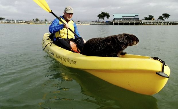 Couple Kayaking Receive Birthday Surprise From Friendly Otter