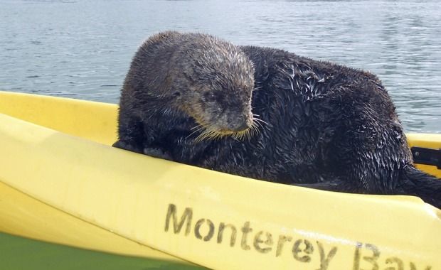 Source: Heather Van Nes/AP