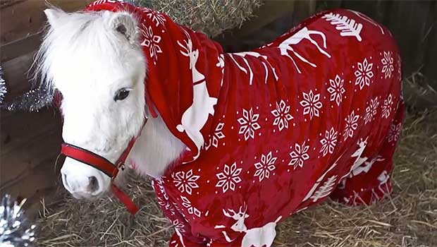 This Onesie-Wearing Shetland Pony Is Too Damn Cute for Words
