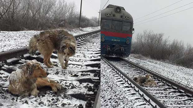 Loyal Dog Stayed by Hurt Companion on Railroad Tracks for Two Days Until Help Arrived