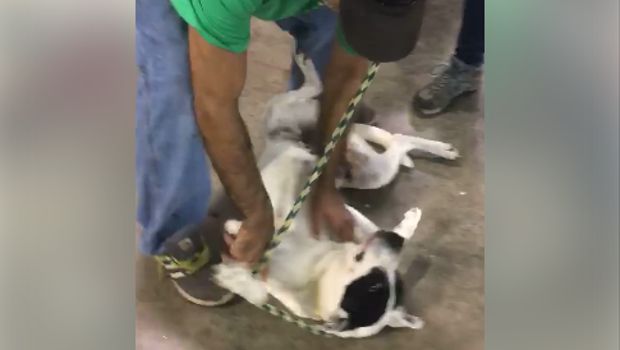 Watch the Adorable Reunion of This Man and His Long-Lost Dog