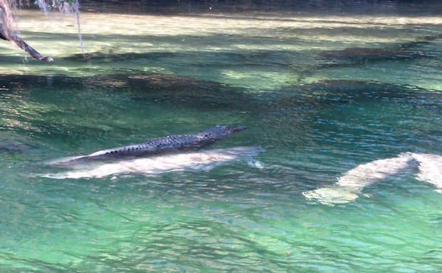 Viral Photo Shows Gator Hitching a Ride on a Manatee in Florida