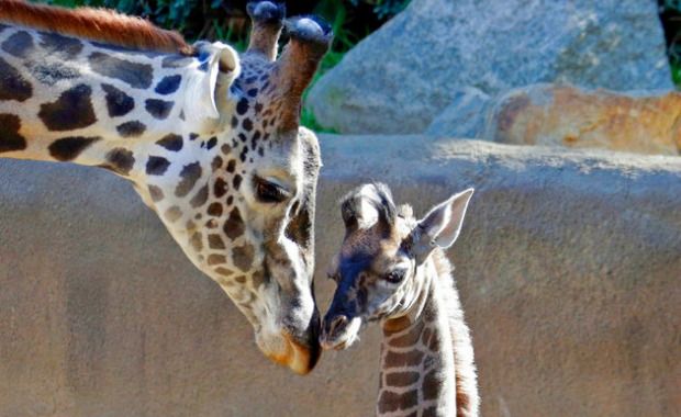 Source: AP/Khaled Kazziha