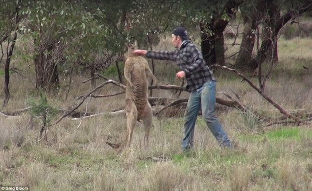 Viral Video Shows a Man Punching a Kangaroo in an Unlikely Matchup