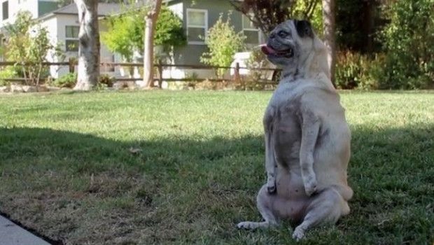 Not Even Two Broken Elbows Can Keep This Dog Down