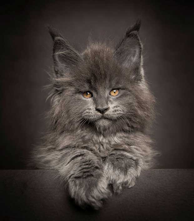 Photo Credit: Robert Sijka
