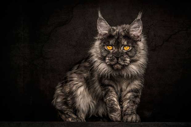 Photo Credit: Robert Sijka