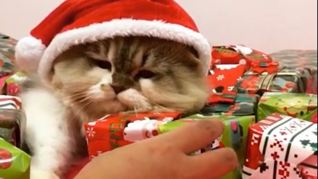 This Adorable Scrooge-Like-Cat Won’t Share Any of His Christmas Presents