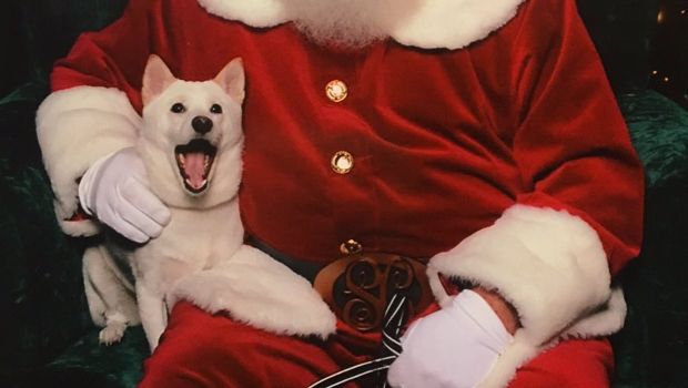 This Excited Shiba Inu Met the Real-Life Version of Her Santa Claus Toy