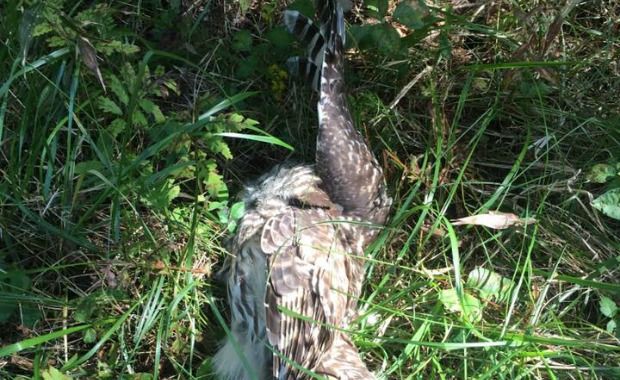 Source: Whately Police Department/Facebook