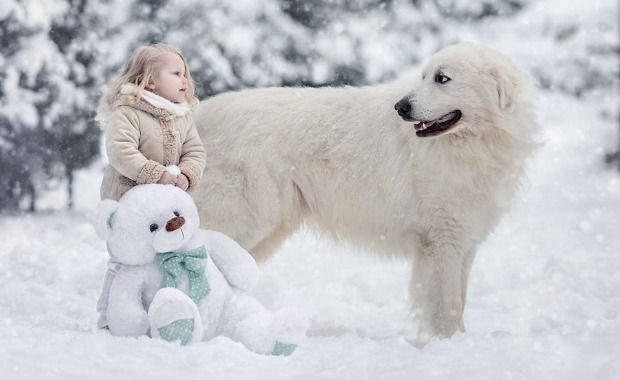 Source: Great Pyranese Andy Seliverstoff Photography/Facebook