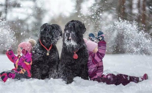 Source: Black Russian Terriers Andy Seliverstoff/Revodana Publishing