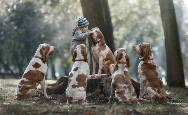 Source: Bracchi Italiani Andy Seliverstof/Revodana Publishing