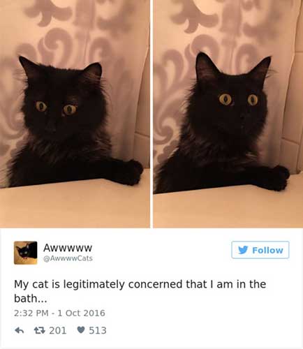 cattweets_bath
