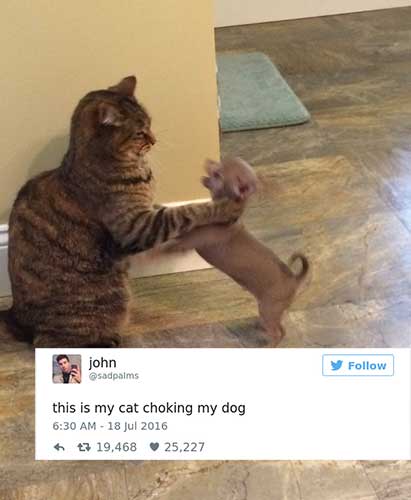 cattweets_chokingdog