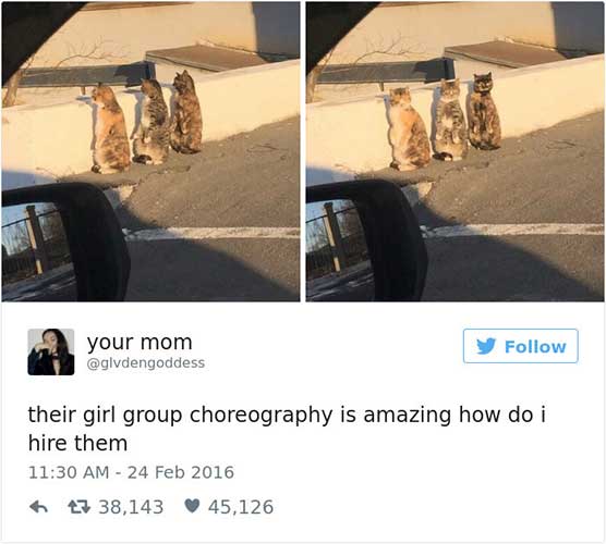 cattweets_choreography