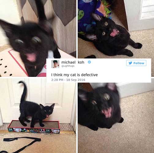 cattweets_defective