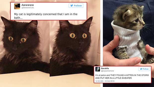 These Hilarious Cat Tweets Are Just the Remedy Any Time You’re Down