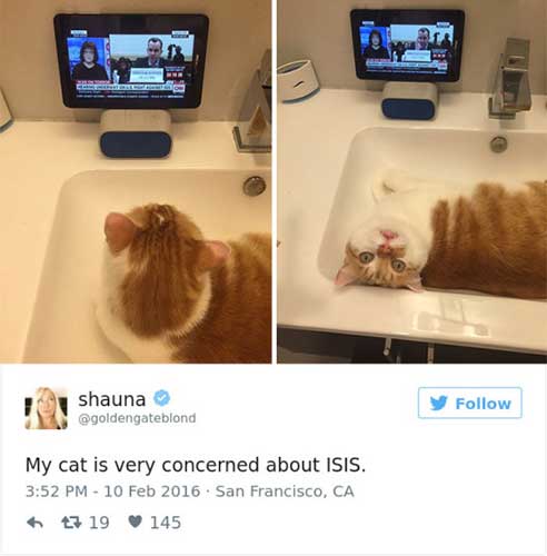 cattweets_isis