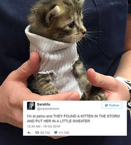 cattweets_kittensweater