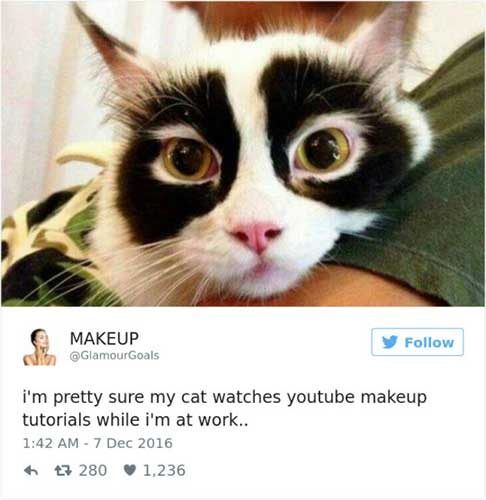 cattweets_makeup