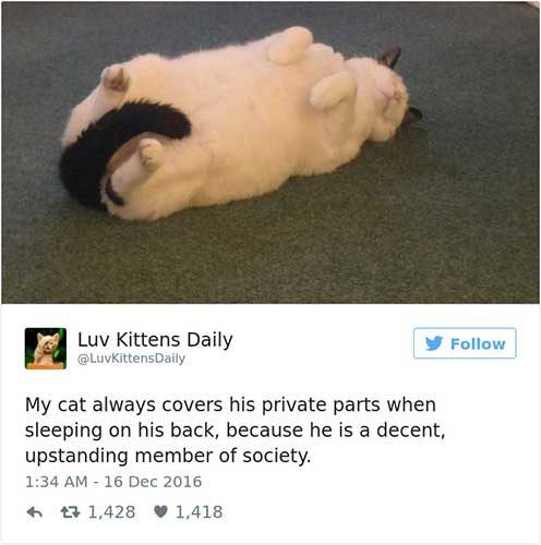 cattweets_privateparts