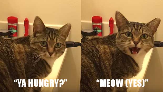 Cat Learns How to Answer Every Time Its Owner Asks ‘Ya Hungry?’