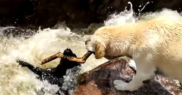 Watch This Yellow Lab Run to the Rescue to Save Fellow Dog From Being Swept Up in the Water