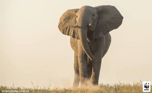 China to Ban All Ivory Trade by 2017 to Save the Elephant Population